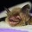 iainrbarreco's profile image
