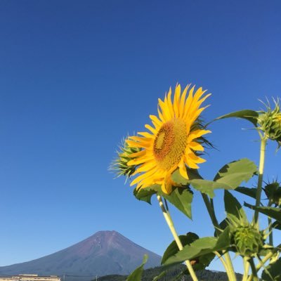 🏖☀️や͙͙͙ま͙͙͙な͙͙͙し͙͙͙F̷K̷9̷0̷9 /9🌻🍧7N2XKD/9さんのプロフィール画像