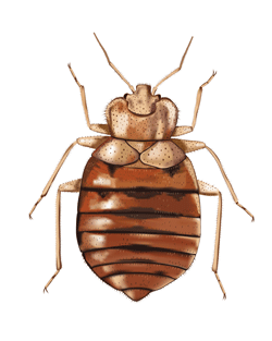 avoidbedbugs's profile picture. Have bed bugs? Or just want to avoid them? We have free tips and the most comprehensive bed bug information available for you at http://t.co/8kFGP97fMc!