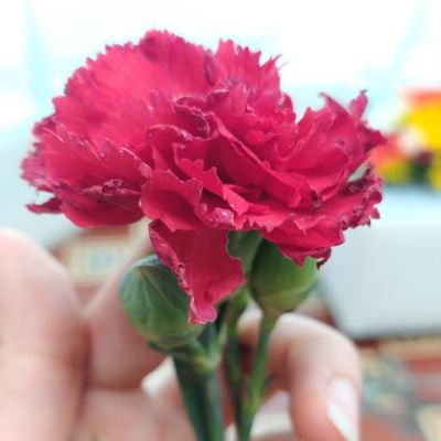 AnacristinaAV's profile picture. 