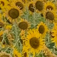 いわぬま・こども食堂＋（プラス） (@iwanuma_kodomo) Twitter profile photo