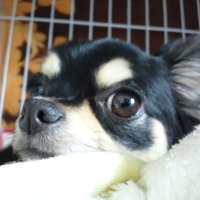 週3で力レー🌟 (@_curry3_) Twitter profile photo