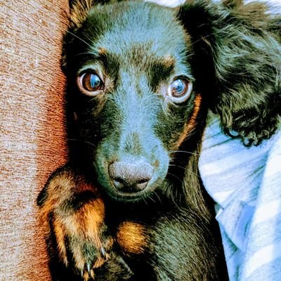 Wife, mother, 8th grade teacher, reader, sports enthusiast, dachshund lover and quilter!