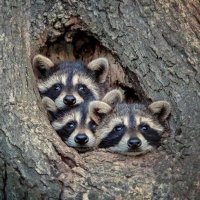 Root Elementary (@rootelem) 's Twitter Profile
