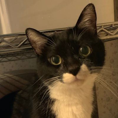 サスケ🐾:群馬生まれの保護猫/おじさん猫が勉強する垢 中の人👵:#ノンプロ研 /GAS初級9期/GAS中級7期/技術ライティング講座5期/ 野良なんでも屋/ #GAS