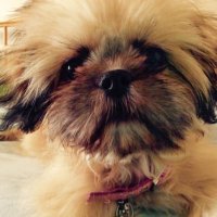 ACook (@amcskm) 's Twitter Profile