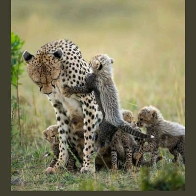 | Animal lover ❤️🐵🐯🐃 | Save Animals🐯 | Spread love ❤️