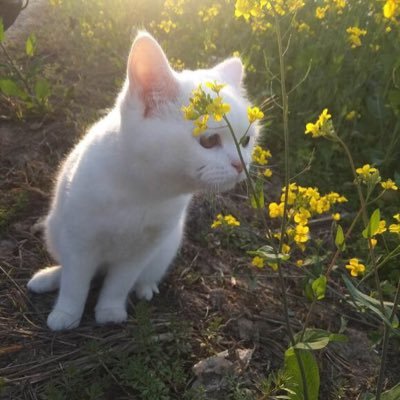 mo_yuchen's profile picture. Robotics PhD student @ UIUC