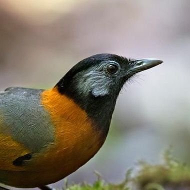 AJwanderlust's profile picture. British bird and photography nerd living in Spain. Interested in a diverse range of topics and hobbies. Addicted to travel 🌍