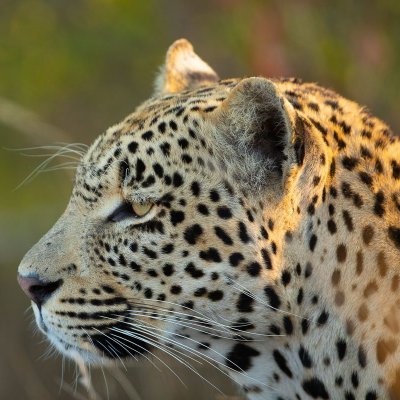 Massive #SafariLive fan• Love all Leopards• Major cat Lover• Shadow is my Favorite• I am Safari Obsessed 🐾💛 I am Not Ale Olivieri 😂
