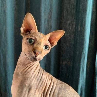 Bienvenue à tous les #Sphynxiens ! 😺 Vous découvrirez sur la twitosphère mon quotidien en tant que Sphynx et mes aventures 🐈 https://t.co/aEblF8axVC