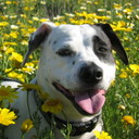 faye schultz - @fayeschultz - Twitter