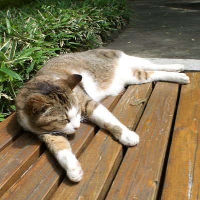 sei8's profile picture. 性別：♂ 好き：猫・犬・花・風呂・Mac・iPhone 苦手：酒・方向音痴・掃除(でもキレイ好き) 職業：コンピュータ関係の設計屋さん。