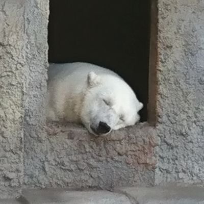 Json5963's profile picture. 主に、irodori関連、生物関連を見て反応するだけの存在 基本つぶやきません
最近雑食気味、生物はたまに人によってはグロ混じるのすみません