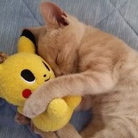 じん@ポケモンGO (@j31810) 's Twitter Profile Photo じん@ポケモンGO (@j31810) 's Twitter Profile Photo