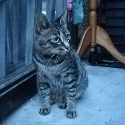 adbZm7sUXdS1oL9's profile picture. アナログ人間の昭和枯れススキです。山本太郎とれいわ新選組を応援しています。「消費税廃止(5%減税)を軸に、野党共闘の第二幕、政権交代へ！」　肉球新党🐾　「街角デモクラシー」街へ出て私たちの怒りを可視化しよう！