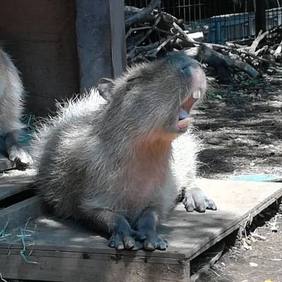 秋月煌介さんのプロフィール画像