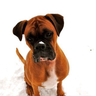 Boysie_Boxer's profile picture. I'm just a rescued bouncy Boxer dog called Boysie!