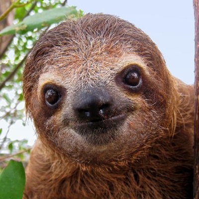 French security enthusiast / @archlinux user (BTW) / Always learning about Linux and try to share it / Magical sloth
Tweets are my own