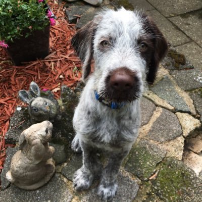 CopperChronicle's profile picture. Hello, my name is Copper! I’m a 4 Month Old German Wirehaired Pointer. Instagram - @copperchronicle 🐾🇬🇧