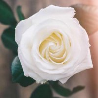 سوسو الاحساء (@samar4501) 's Twitter Profile