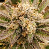 Oklahoma Grow Specialists(@OkGrows) 's Twitter Profile Photo