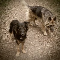 Paws and Noses 🐾🐾❤(@DebbieGee_4paws) 's Twitter Profile Photo