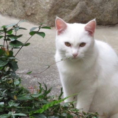 ぽよぽよさんのプロフィール画像