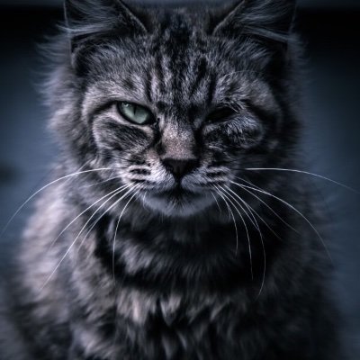 大貫虎吉さんのプロフィール画像