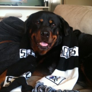 indogland's profile picture. Certified dog lady