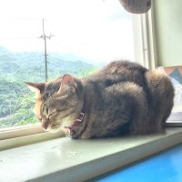 しの (@amvoj) 's Twitter Profile