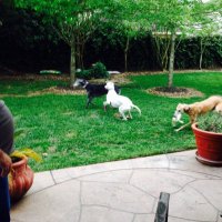 Linda Lee (@paquemom) 's Twitter Profile