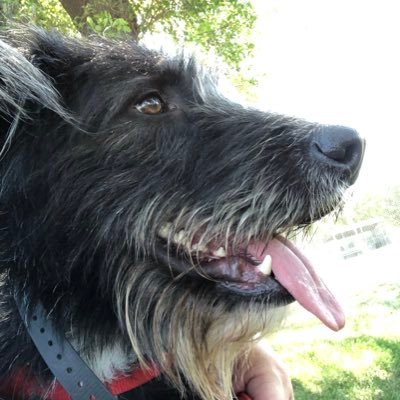 K9_Merlin Profile Picture