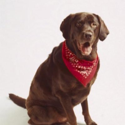 MeAndBobTheDog's profile picture. Middle aged old man. Love cars beer and snoozing and my dog, Bob.