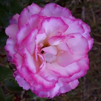 Denise (@purpledemun) 's Twitter Profile