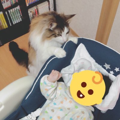 jam0w0's profile picture. YouTubeで成長記録を投稿しています！ 🐈じゃむ(JAM) 🐾10/25/2017 【♂】 ノルウェージャンフォレストキャット 🐈‍⬛ちょこ(CHOCO)🐾9/20/2020 【♂】👶娘1👣2/2019 【♀】🐣娘2 👣9/8！