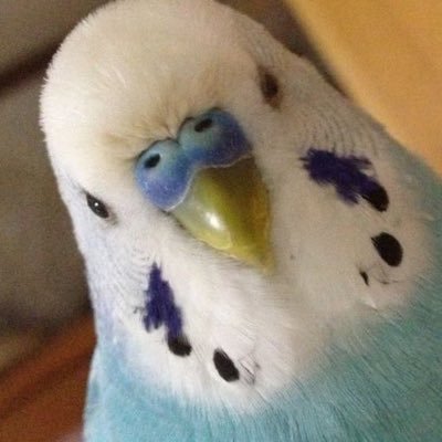 piyoEsq's profile picture. .NET / Azure / 文鳥・インコ / PCゲーム が好きなエンジニアです. 裏千家茶道やってます🍵🐤💕