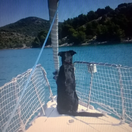 Staschiscio's profile picture. non ce la faccio più a seguire la tecnologia, ci mancava anche Twitter...