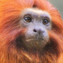 FireBallMonkey's profile picture. Henlo I em fier monkry. I lic to hang owt wit frendz en jungel thik! Wen I geet mad I turn entoo fier bal (Porodie Acownt)