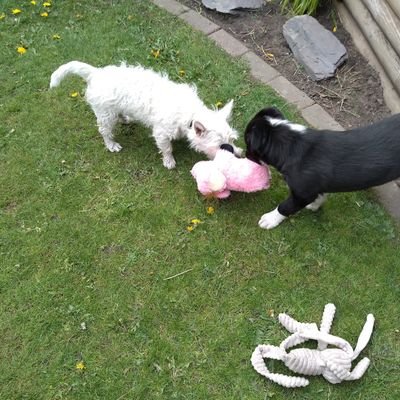 Muddy Westie and Collie. Love food, treats, walks and rolling in smelly things. 💕🐶🐕🐾💕 #AngelAlfiesNortyGang Fly high @Gritty_Charlie 💔😢
