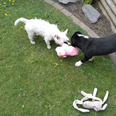 Muddy Westie and Collie. Love food, treats, walks and rolling in smelly things. 💕🐶🐕🐾💕 #AngelAlfiesNortyGang  Fly high @Gritty_Charlie 💔😢