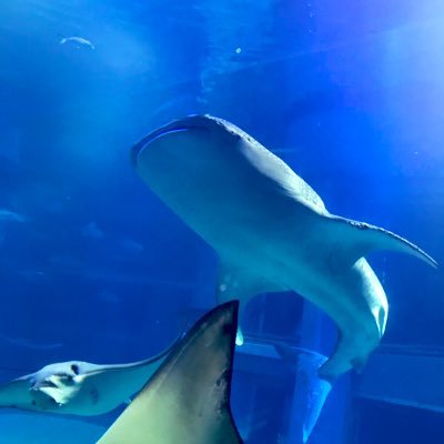 ぱちさんのプロフィール画像