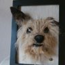 feltartistic's profile picture. NW artist working in wool and glass. Custom needle felt portraits of dogs, cats, and other animals.  #needlefelt #RISD. https://t.co/JhNa4eZGc5