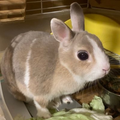 akanaさんのプロフィール画像