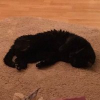 n0xius (@n0xius_) 's Twitter Profile