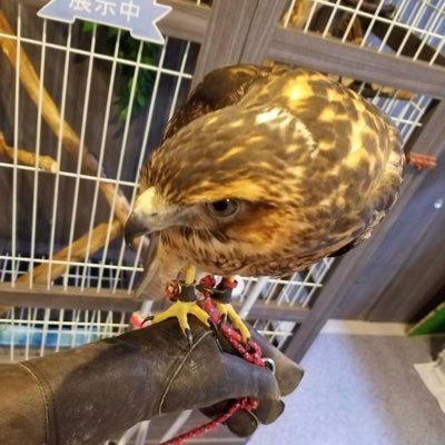 kyan258_'s profile picture. DQウォーク北海道&東北＆関東金杯（シーズン1） 　 
自力152/188＆4/92
気長に全国金杯目指してます