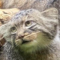 へんしゅうちょー (@pcdiyextra) Twitter profile photo