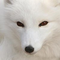 Ragnar (@rragnar) 's Twitter Profile