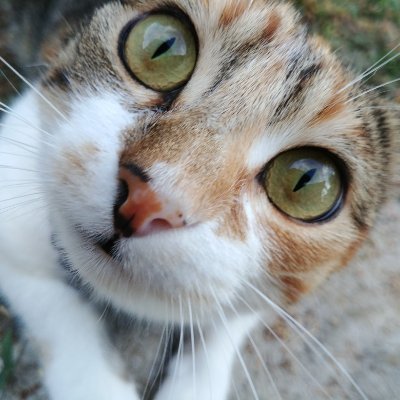 minouchette câline et grande exploratrice de dessous les meubles.