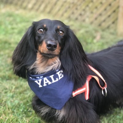 Freedom of expression, transparency, digital rights, and dachshunds. Runs @UCLATech, affiliate @YaleISP. Personal account. https://t.co/gB05F7xVBH